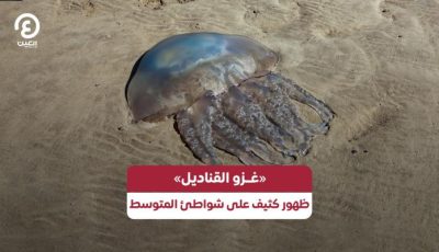 «غزو القناديل».. ظهور كثيف على شواطئ المتوسط