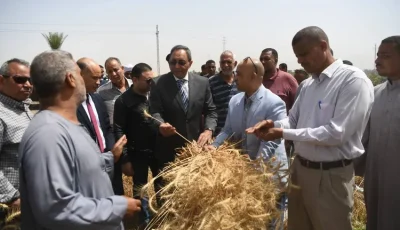 توريد 254 ألف و829 طن قمح خلال موسم 2025 بقنا