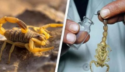 سم العقارب.. سلاح قاتل قد يتحول إلى علاج ثوري للسرطان