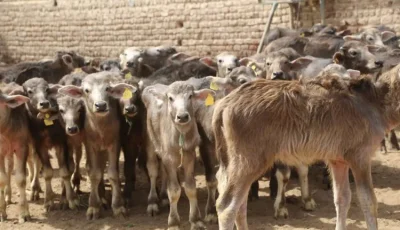 رقم تاريخي جديد.. الزراعة تعلن تجاوز تمويل مشروع “البتلو” 10 مليارات جنيه