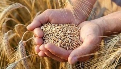 الطن بكام؟.. سعر الأرز الشعير اليوم الإثنين 18 أغسطس 2025