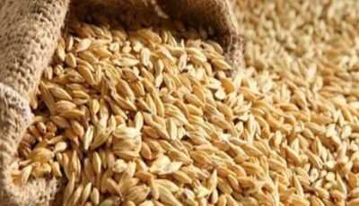 سعر أرز الشعير اليوم في الأسواق.. طن رفيع الحبة كسر 5% بـ 14.200جنيه