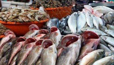 أسعار السمك والجمبري اليوم الثلاثاء في الأسواق.. البلطي بـ 100 جنيه